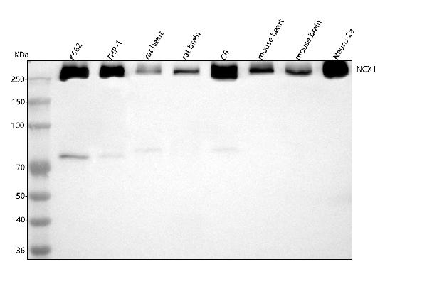 1 - Anti-NCX1 Rabbit Monoclonal Antibody ABO15300