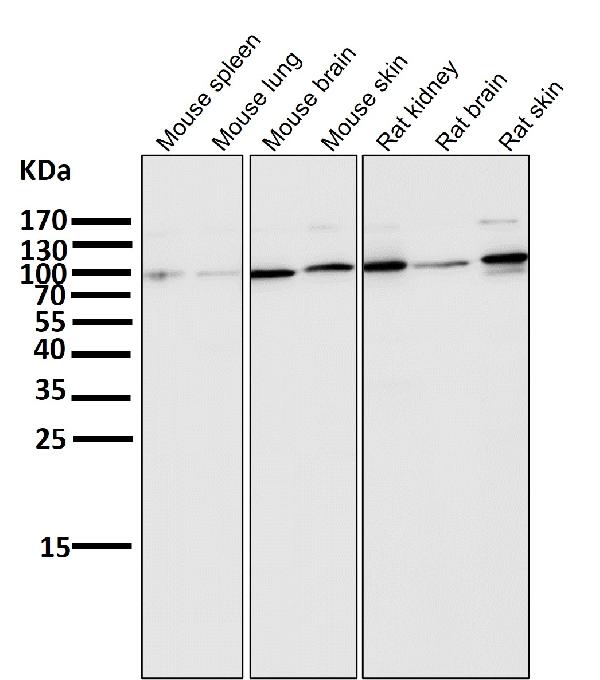 1 - Anti-ALDH1L1 Rabbit Monoclonal Antibody ABO15301