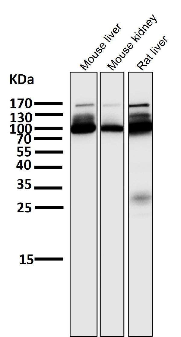 1 - Anti-ALDH1L1 Rabbit Monoclonal Antibody ABO15301