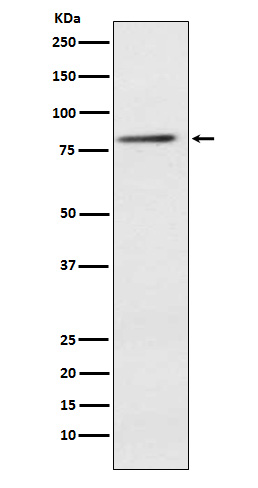 1 - Anti-ELMO1 Rabbit Monoclonal Antibody ABO15303
