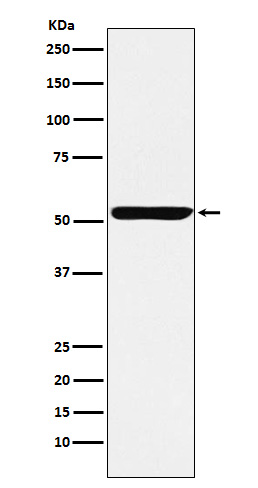 1 - Anti-Nuf2 Rabbit Monoclonal Antibody ABO15305