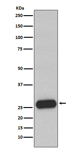 1 - Anti-Mast Cell Chymase Rabbit Monoclonal Antibody ABO15307