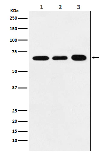 1 - Anti-P70 S6 Kinase alpha Rabbit Monoclonal Antibody ABO15308