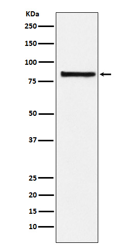 1 - Anti-eIF2B epsilon Rabbit Monoclonal Antibody ABO15309