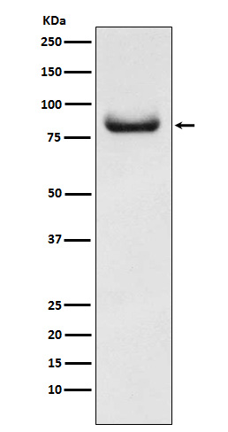 1 - Anti-APPL Rabbit Monoclonal Antibody ABO15310