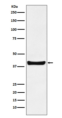 1 - Anti-p40 Rabbit Monoclonal Antibody ABO15311