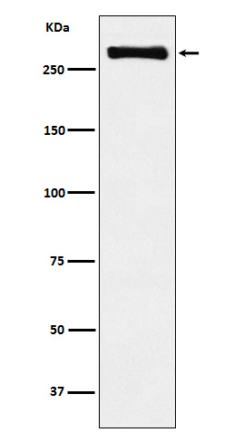 1 - Anti-USP9x Rabbit Monoclonal Antibody ABO15312