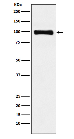 1 - Anti-PIWIL1 Rabbit Monoclonal Antibody ABO15313