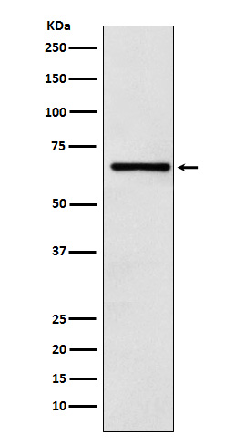 1 - Anti-CoREST Rabbit Monoclonal Antibody ABO15315