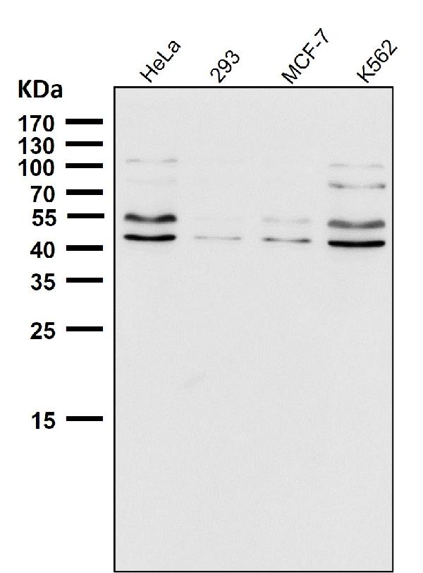 1 - Anti-eIF4A3 Rabbit Monoclonal Antibody ABO15318