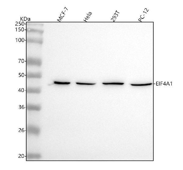 1 - Anti-eIF4A1 Rabbit Monoclonal Antibody ABO15319