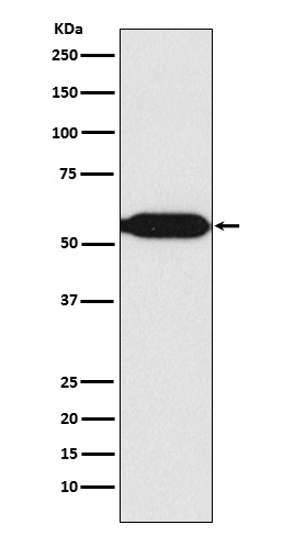 1 - Anti-MEF2C Rabbit Monoclonal Antibody ABO15321