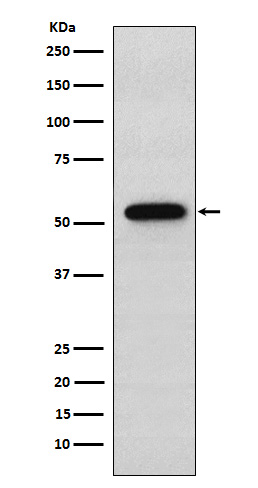 1 - Anti-Syntrophin alpha 1 Rabbit Monoclonal Antibody ABO15322