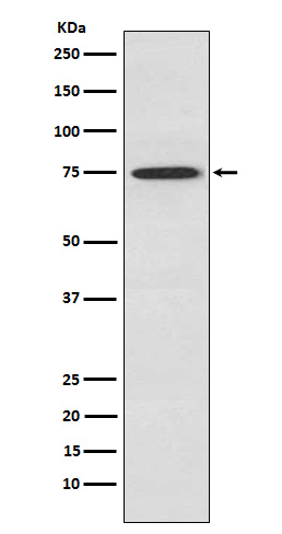 1 - Anti-PKC theta Rabbit Monoclonal Antibody ABO15323