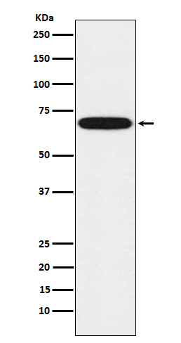1 - Anti-CYP1B1 Rabbit Monoclonal Antibody ABO15325