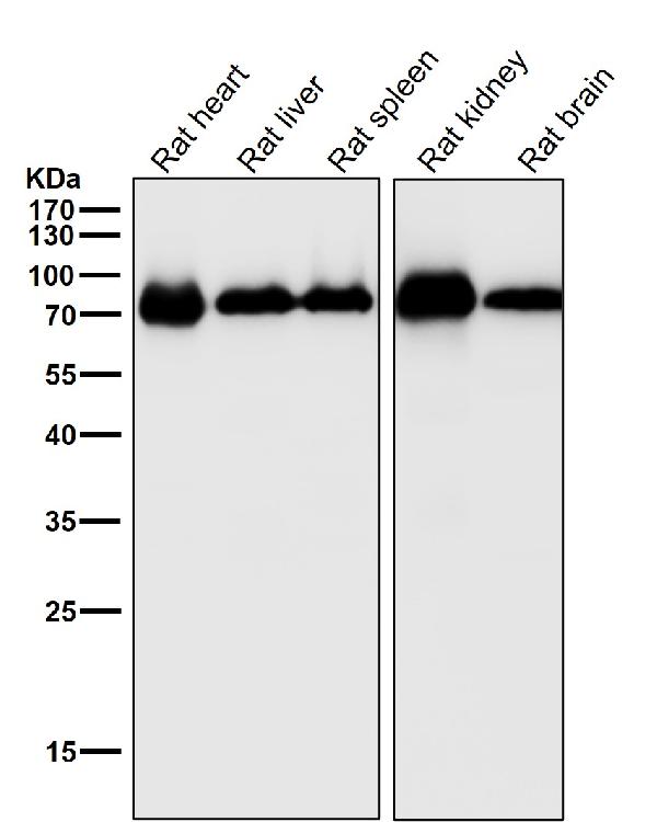 1 - Anti-CYP1B1 Rabbit Monoclonal Antibody ABO15325