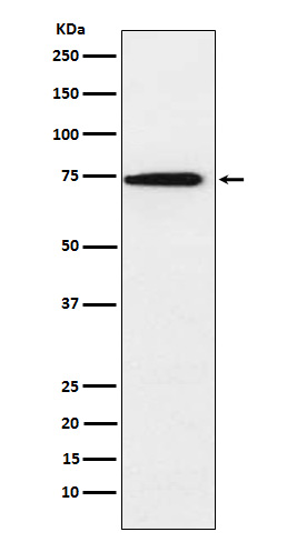 1 - Anti-hnRNP Q Rabbit Monoclonal Antibody ABO15327