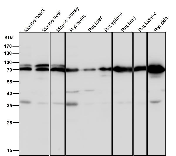 1 - Anti-hnRNP Q Rabbit Monoclonal Antibody ABO15327