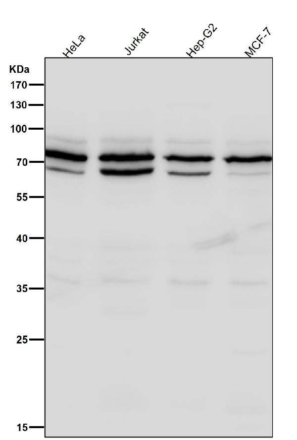 1 - Anti-hnRNP Q Rabbit Monoclonal Antibody ABO15327