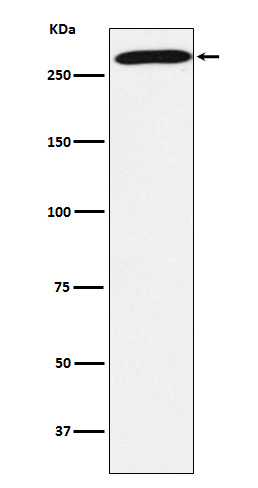 1 - Anti-PRPF8 Rabbit Monoclonal Antibody ABO15328