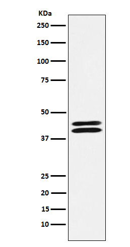 1 - Anti-PON2 Rabbit Monoclonal Antibody ABO15329
