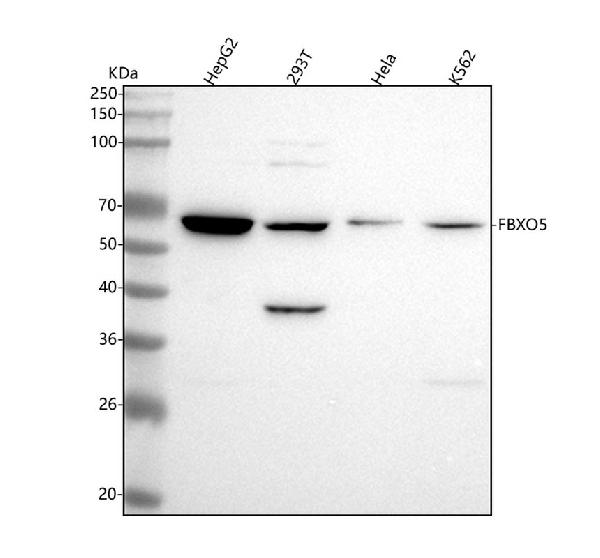 1 - Anti-Emi1 Rabbit Monoclonal Antibody ABO15330
