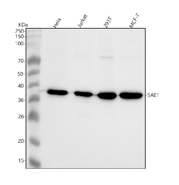 1 - Anti-SAE1 Rabbit Monoclonal Antibody ABO15332