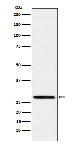 1 - Anti-Peroxiredoxin 4 Rabbit Monoclonal Antibody ABO15333