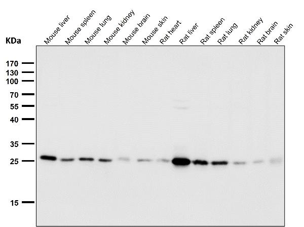 1 - Anti-Peroxiredoxin 4 Rabbit Monoclonal Antibody ABO15333