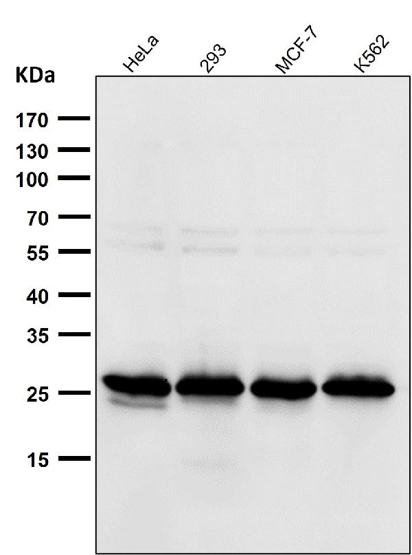 1 - Anti-Peroxiredoxin 4 Rabbit Monoclonal Antibody ABO15333