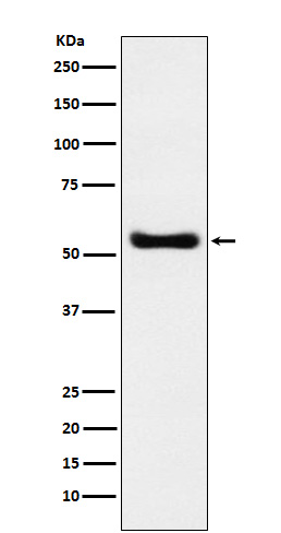 1 - Anti-KAT8 / MYST1 / MOF Rabbit Monoclonal Antibody ABO15334