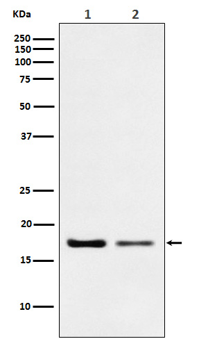 1 - Anti-Destrin Rabbit Monoclonal Antibody ABO15335