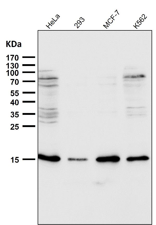 1 - Anti-Destrin Rabbit Monoclonal Antibody ABO15335