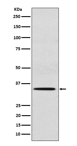 1 - Anti-SULT2A1 Rabbit Monoclonal Antibody ABO15339