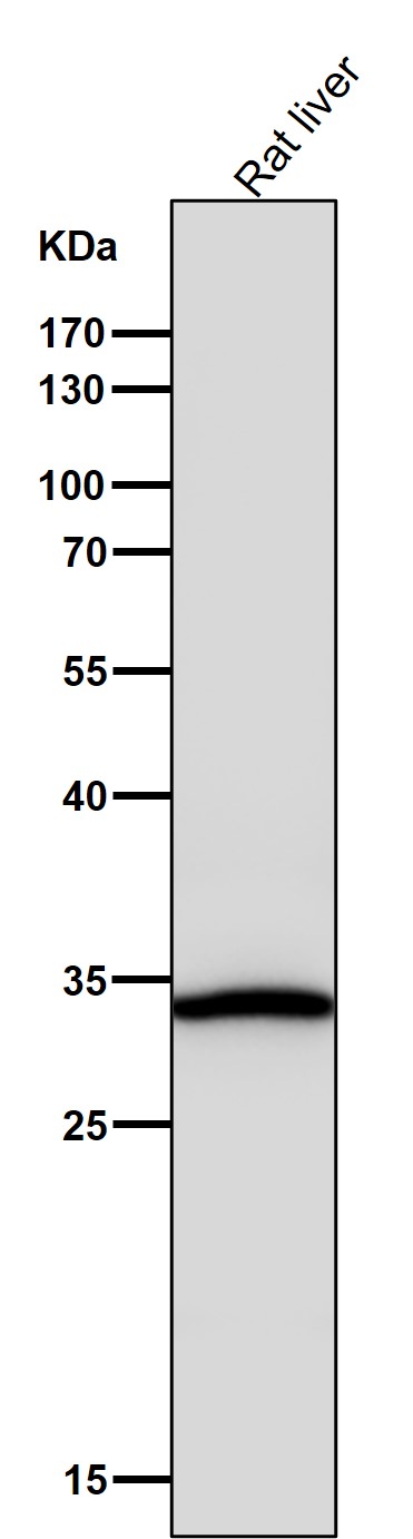 1 - Anti-SULT2A1 Rabbit Monoclonal Antibody ABO15339