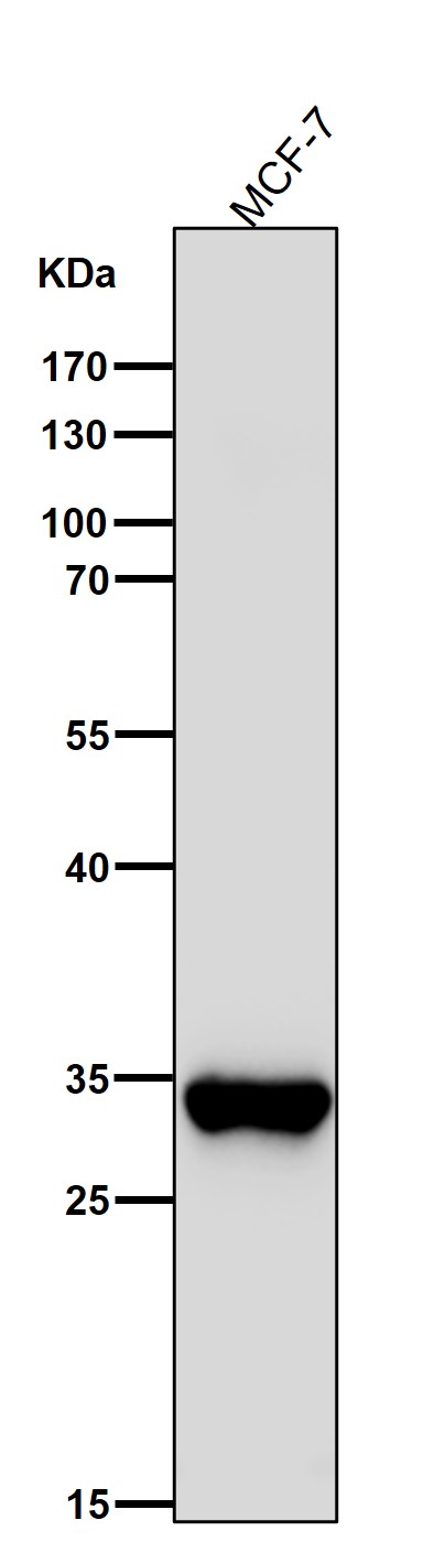 1 - Anti-SULT2A1 Rabbit Monoclonal Antibody ABO15339