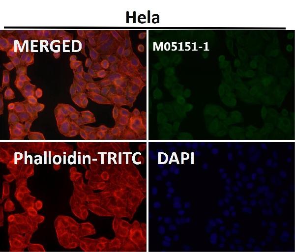 1 - Anti-SIRP alpha Rabbit Monoclonal Antibody ABO15341