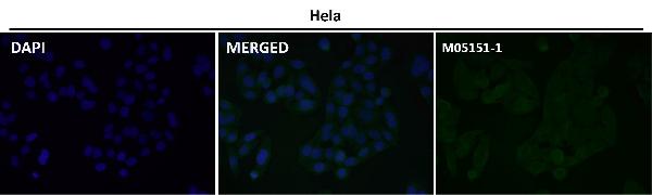 1 - Anti-SIRP alpha Rabbit Monoclonal Antibody ABO15341