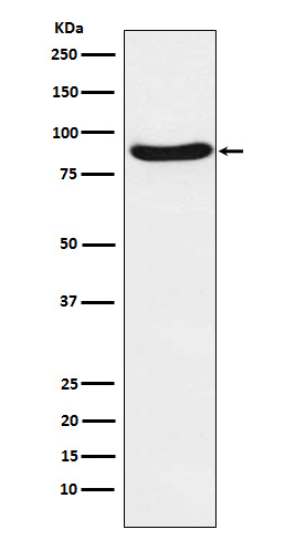 1 - Anti-SIRP alpha Rabbit Monoclonal Antibody ABO15341