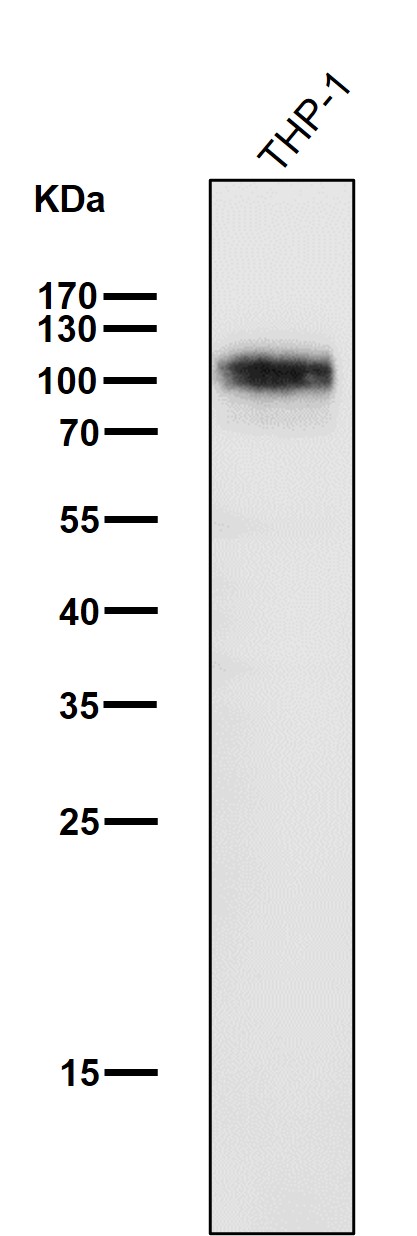1 - Anti-SIRP alpha Rabbit Monoclonal Antibody ABO15341