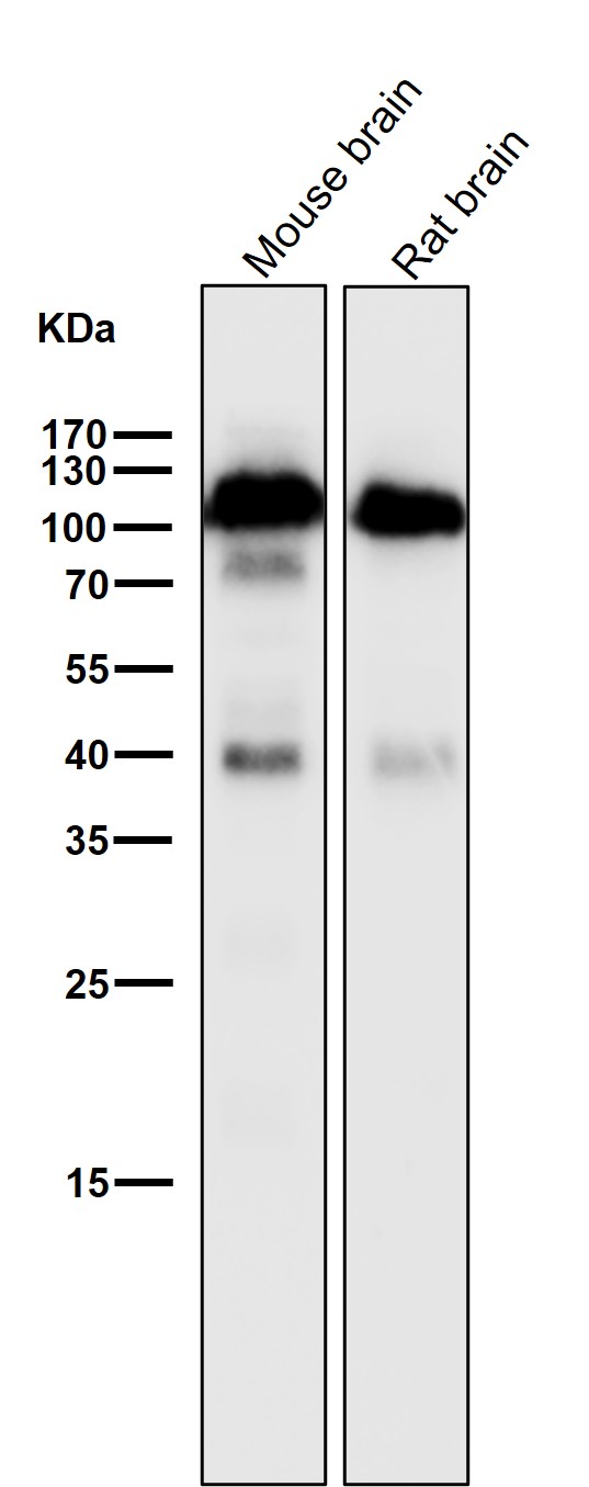 1 - Anti-SIRP alpha Rabbit Monoclonal Antibody ABO15341