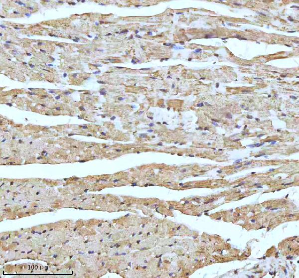 2 - Anti-UQCRFS1 Rabbit Monoclonal Antibody ABO15342