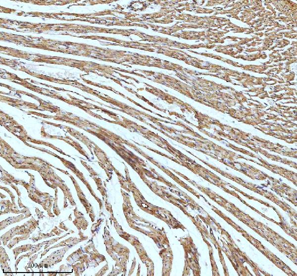 2 - Anti-UQCRFS1 Rabbit Monoclonal Antibody ABO15342