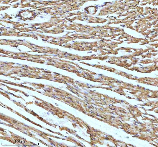 2 - Anti-UQCRFS1 Rabbit Monoclonal Antibody ABO15342