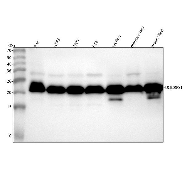 1 - Anti-UQCRFS1 Rabbit Monoclonal Antibody ABO15342