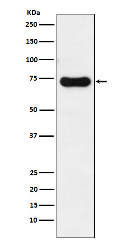 1 - Anti-IRAK2 Rabbit Monoclonal Antibody ABO15343