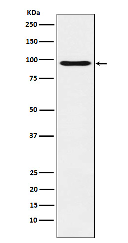 1 - Anti-Oct-1 Rabbit Monoclonal Antibody ABO15344