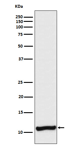 1 - Anti-Cellubrevin Rabbit Monoclonal Antibody ABO15346