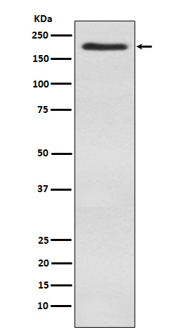 1 - Anti-WSTF Rabbit Monoclonal Antibody ABO15347