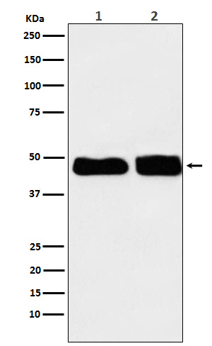 1 - Anti-C4 binding protein Rabbit Monoclonal Antibody ABO15348